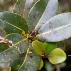 Sideroxylon borbonicum Bois de fer ba?tard  Sapotaceae Endémique La Reunion 326.jpeg